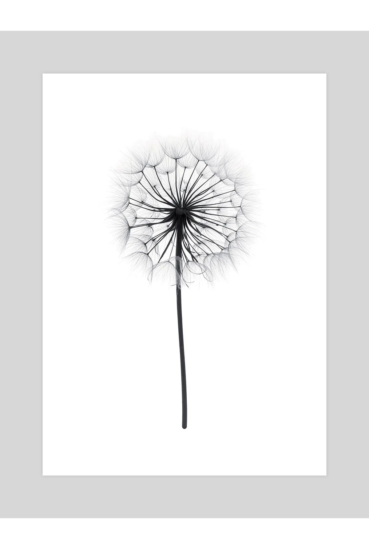 Dandelion