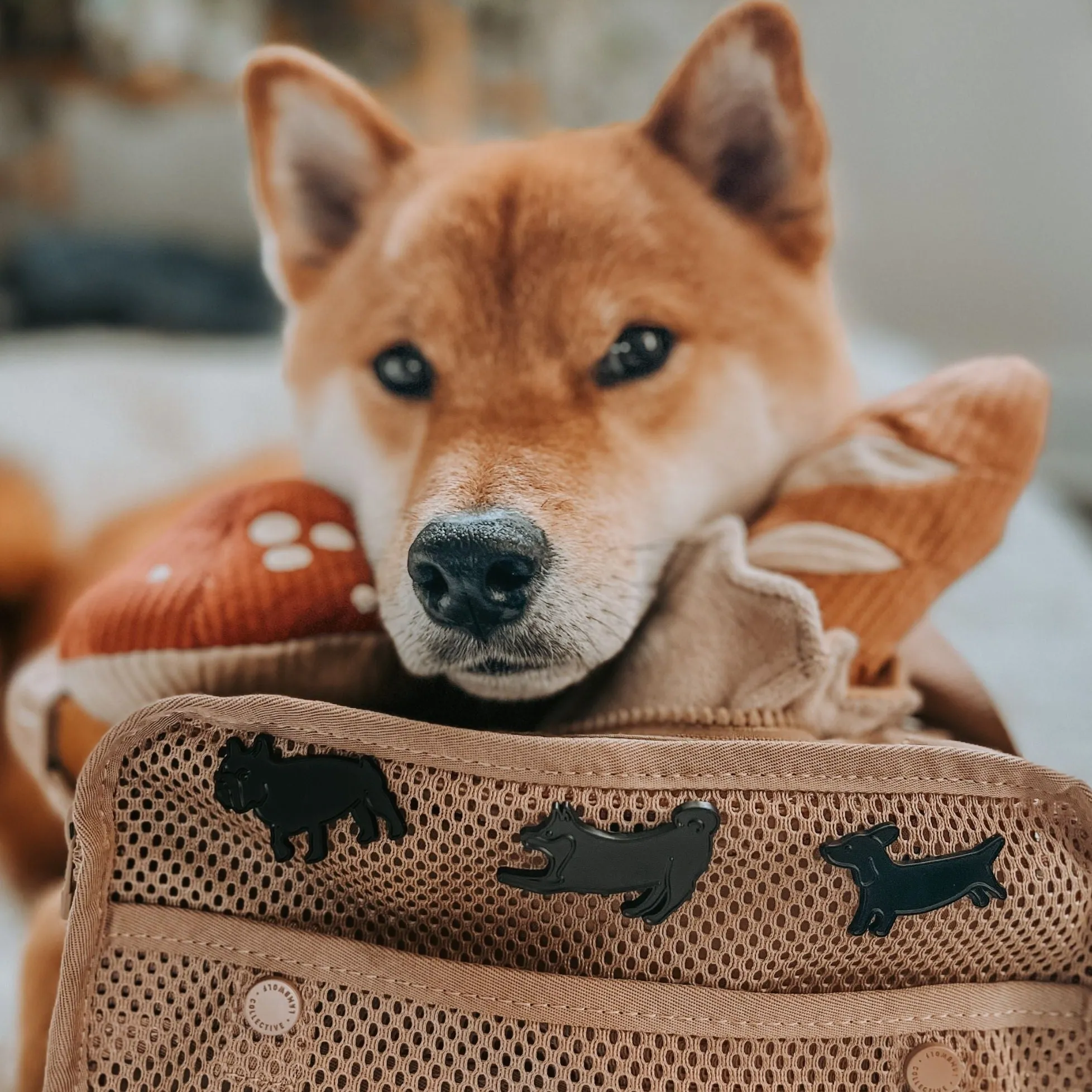 SHIBE ENAMEL PIN